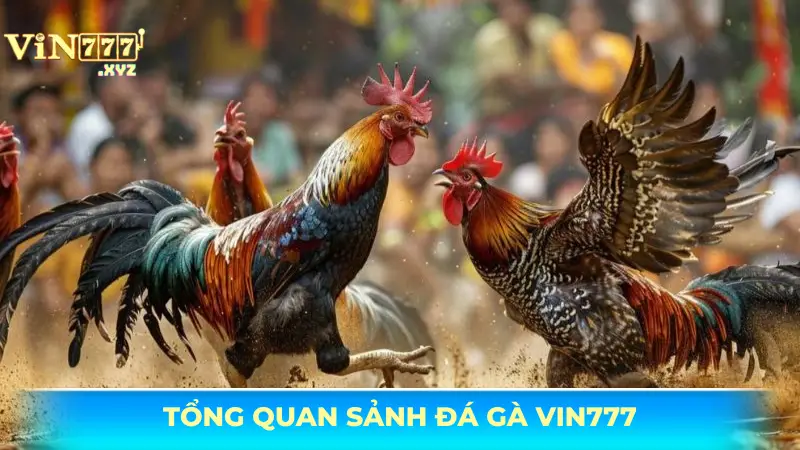 Đá gà Vin777 - Trải nghiệm cá cược đá gà kịch tính