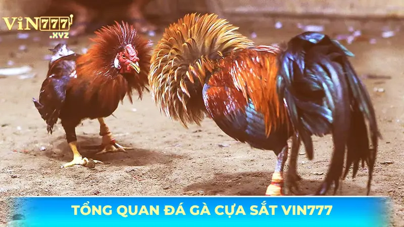 Đá gà cựa sắt Vin777 – Bí kíp vàng cho người chơi thông minh