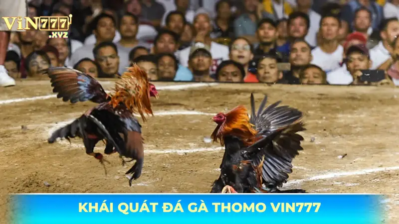 Đá gà Thomo Vin777 – Bí kíp cược chuẩn xác, bứt phá chiến thắng